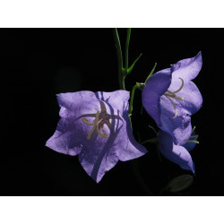 Kwiaty dzwonka karpackiego