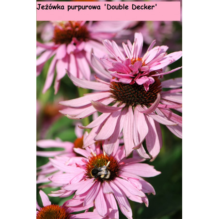 Kwitnąca jeżówka purpurowa 'Double Decker'