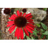 Z naszych sadzonek jeżówki 'Fountain Red' wyrosną takie piękne kwiaty
