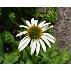 Piękny biały kwiat sadzonek jeżówki purpurowej 'Pow Wow White'