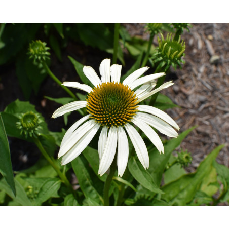 Piękny biały kwiat sadzonek jeżówki purpurowej 'Pow Wow White'