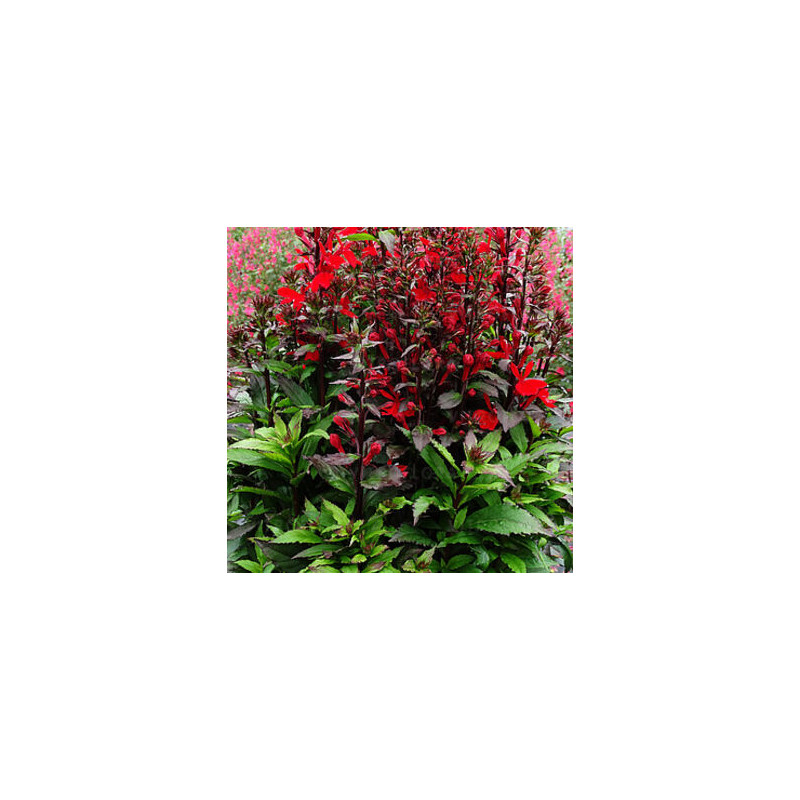 Lobelia okazała 'Starship Scarlet'