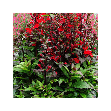 Lobelia okazała 'Starship Scarlet'