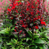 Lobelia okazała 'Starship Scarlet'