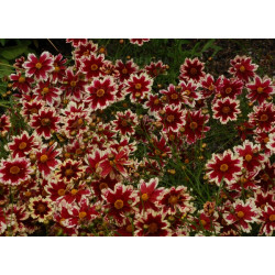 Czerwono-białe kwiaty nachyłka okółkowego 'Ruby Frost'