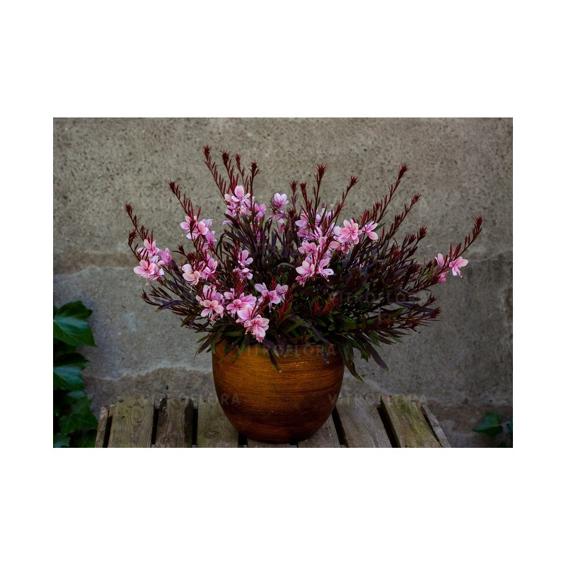 Gaura Lindheimera 'Passionate Blush' posadzona w ozdobnej donicy