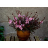 Gaura Lindheimera 'Passionate Blush' posadzona w ozdobnej donicy