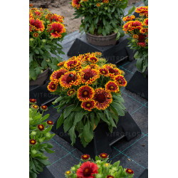 Pięknie kwitnące sadzonki gaillardii ościstej 'Mariachi Copper Sun'