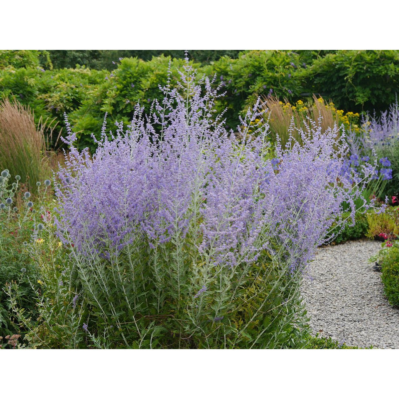 Kwitnący krzew perowskii łobodolistnej 'Russian Sage'.