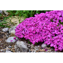Poduchy kwiatów tworzone przez floksa szydlastego 'Atropurpurea'