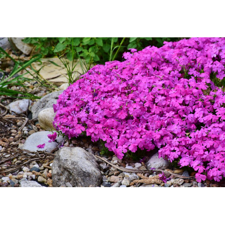 Poduchy kwiatów tworzone przez floksa szydlastego 'Atropurpurea' Poduchy kwiatów tworzone przez floksa szydlastego 'Atropurpurea'