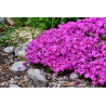 Poduchy kwiatów tworzone przez floksa szydlastego 'Atropurpurea'