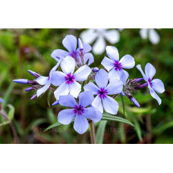 Piękne kwiaty floksa kanadyjskiego 'chattahoochee'.