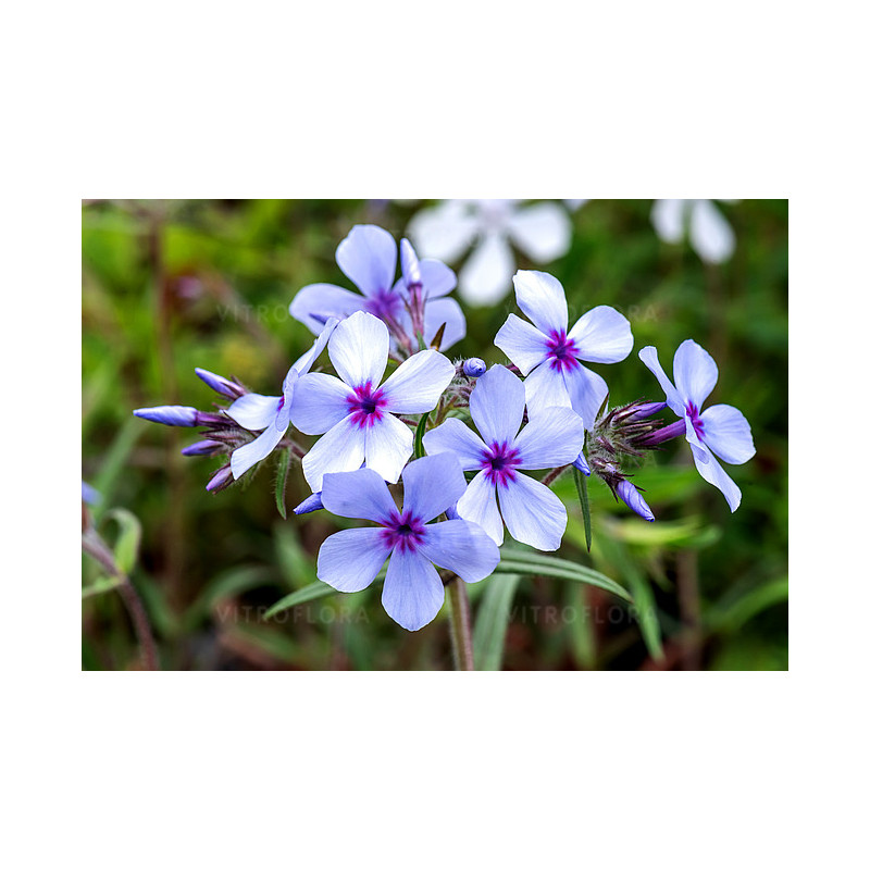 Piękne kwiaty floksa kanadyjskiego 'chattahoochee'.