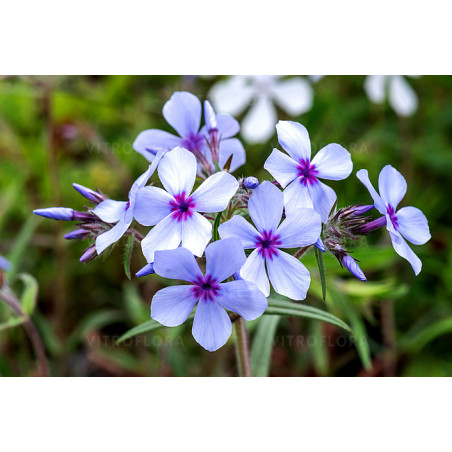 Piękne kwiaty floksa kanadyjskiego 'chattahoochee'. Piękne kwiaty floksa kanadyjskiego 'chattahoochee'.