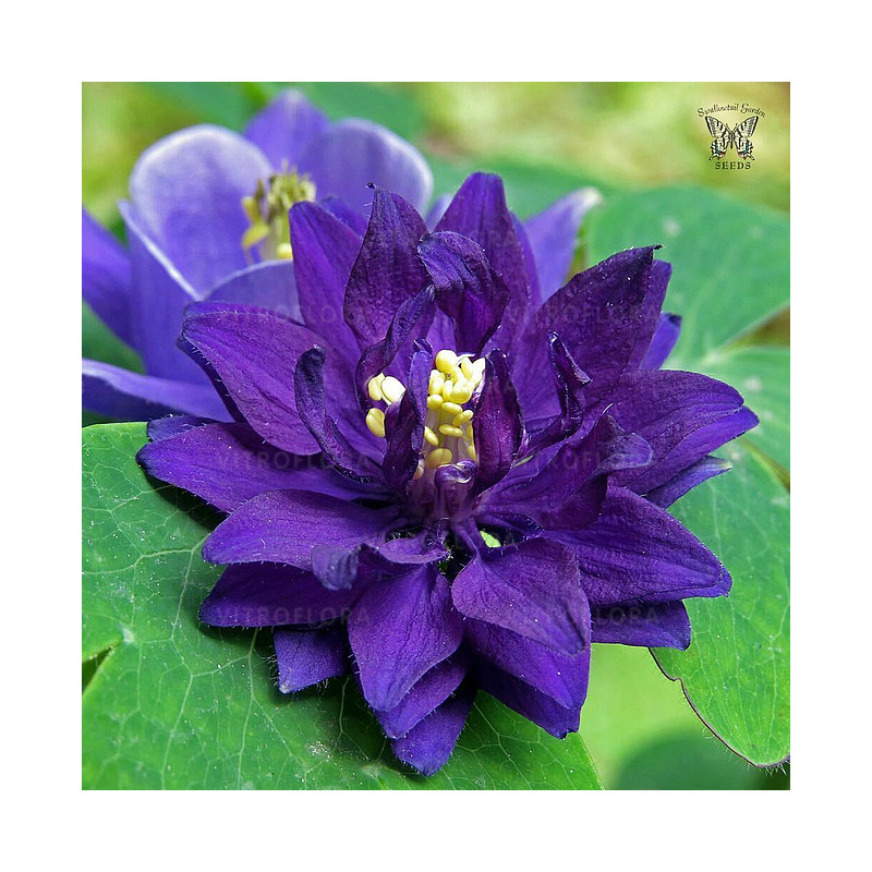 Piękne, pełne, fioletowe kwiaty orlika ogrodowego 'Blue Barlow'.