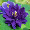 Piękne, pełne, fioletowe kwiaty orlika ogrodowego 'Blue Barlow'.