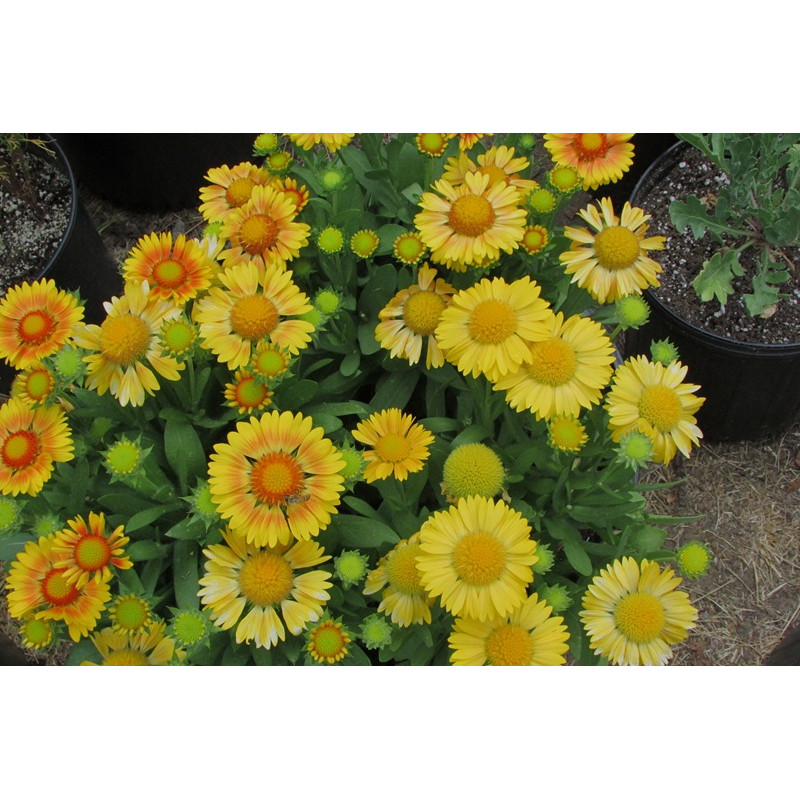 Gaillardia oścista żółta- sadzonki 1,5l
