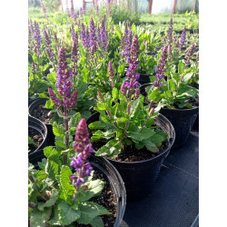 Szałwia omszona 'Midnight Purple'