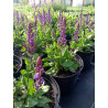 Szałwia omszona 'Midnight Purple'