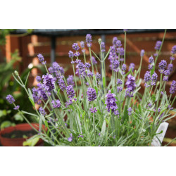 Lawenda Avignon Early Blue