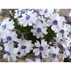 Floks Bavaria