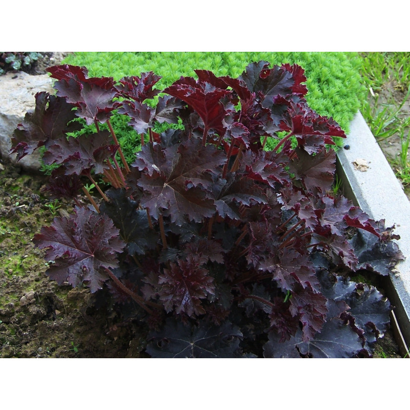Żurawka 'Palace Purple'