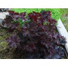 Żurawka 'Palace Purple'