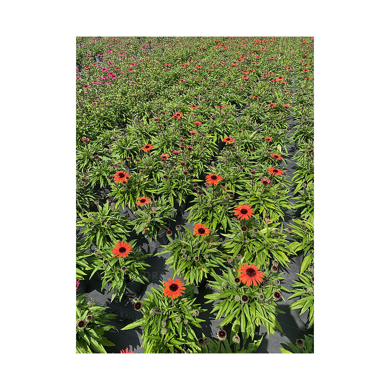Jeżówka 'Sun Magic Vintage Orange'