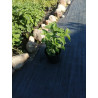 Sadzonka monardy 'Bee-Happy' w doniczce 1,5l