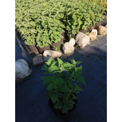 Sadzonka monardy 'Bee-Happy'