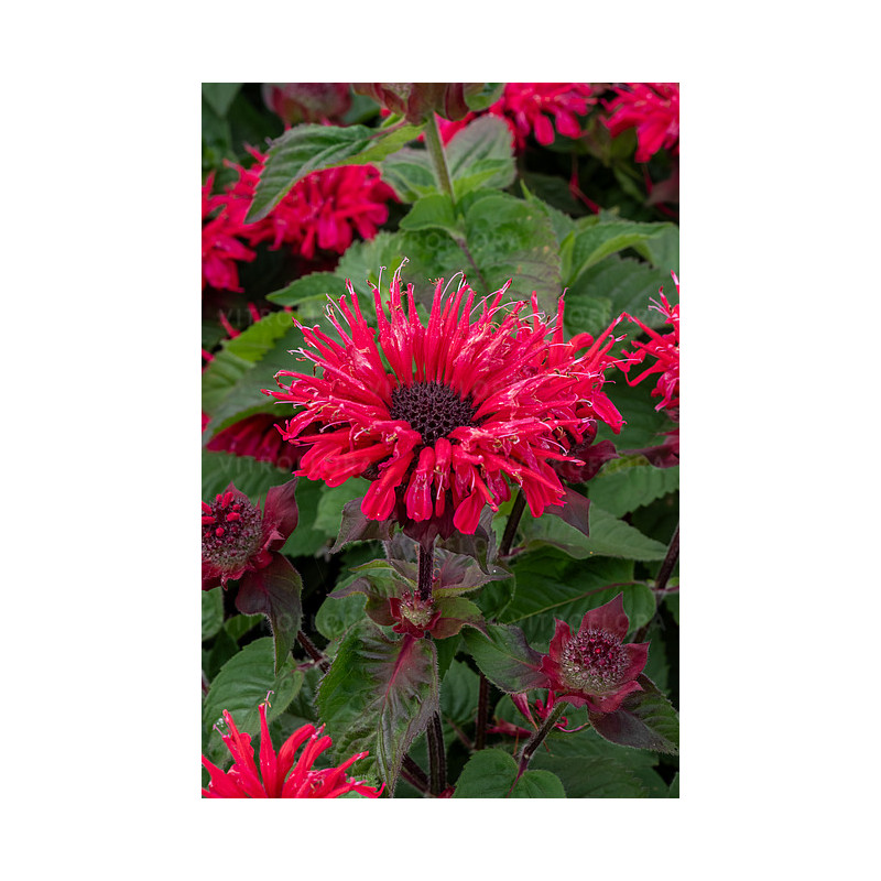 Kwitnące krzewy monardy 'Bee-Happy'