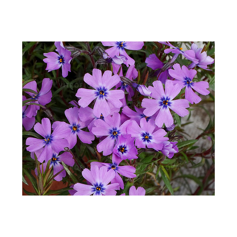 Floks szydlasty 'Purple Beauty'