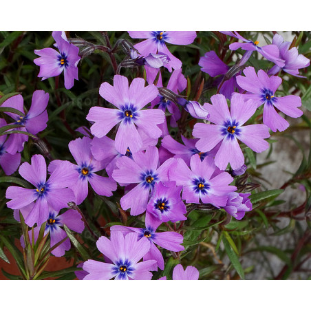 Floks szydlasty 'Purple Beauty'