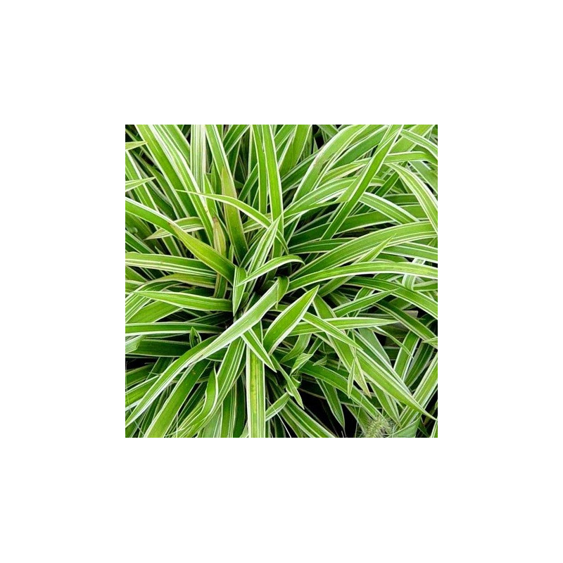 Turzyca Morrowa "Variegata"-zielone liście z białą obwódką
