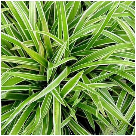 Turzyca Morrowa "Variegata"-zielone liście z białą obwódką